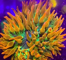 4” Rainbow Bubble Bubble Tip