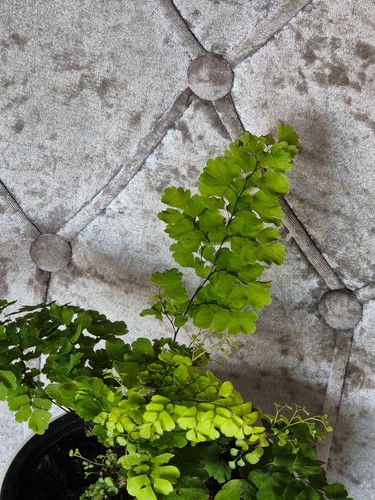Maiden hair fern - plant, a