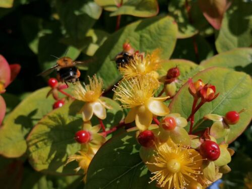 Large organic hypericum - 1,