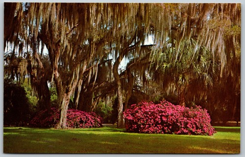 Romantic spanish moss and - romantic,