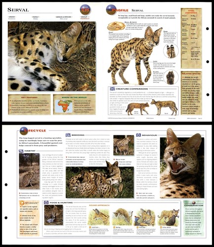 Serval 235 mammals - -, wildlife