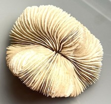 Vintage Piece Natural White