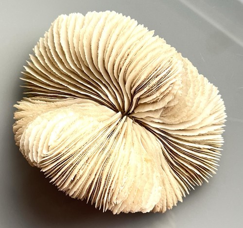 Vintage piece natural white - vintage,