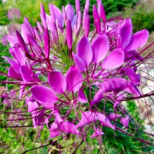 Cleome hassleriana exotic - hassleriana.,