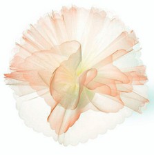 50 PEACH & IVORY SCALLOPED EDGE Organza Tulle Circles bomboniere Favour Net
