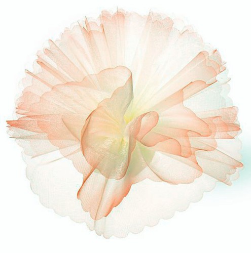 Peach ivory scalloped - peach, &