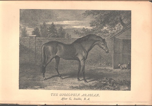 The godolphin arabian - the,