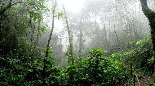 Soothing sounds nature rain - of,