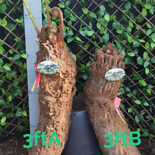 Dicksonia antarctica 3ft