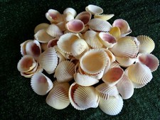 10 X COCKLE SHELLS PACIFIC