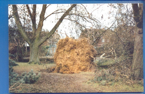 Great sussex gale 16th october - sussex,