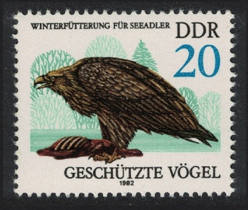 White tailed sea eagle - eagle, birds