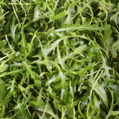 Rocket wild edible leafy - wild,