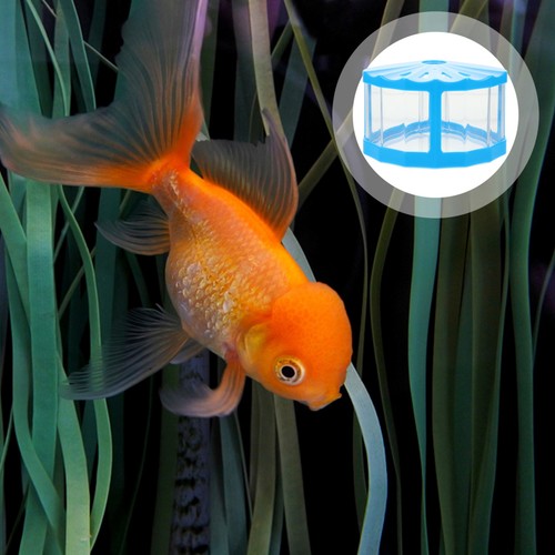 Pcs ecological ornamental - 2,
