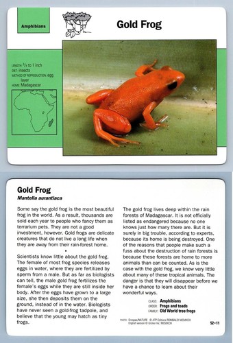 Gold frog amphibians - -,