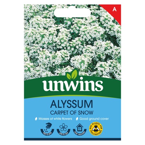 Alyssum carpet snow - alyssum,