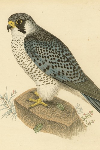 Peregrine falcon vintage - peregrine, falcon,
