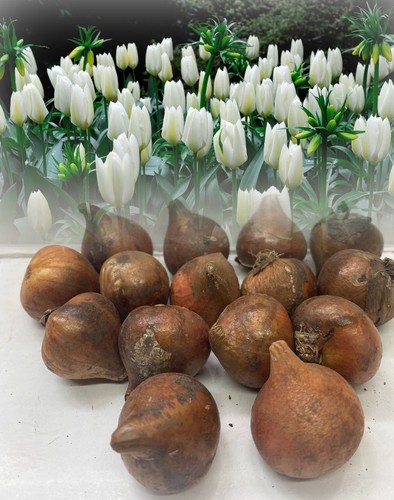 100 white purissima - 100,