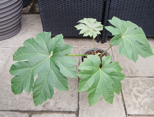 Tetrapanax papyrifer rex rice - tetrapanax,