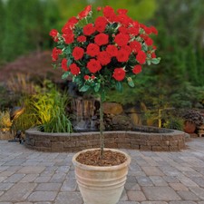 Pair of Red Rose Patio