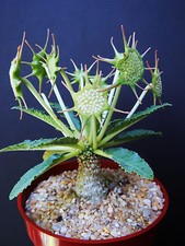 DORSTENIA HORWOODII rare caudex exotic africa caudiciform bonsai seed 10 SEEDS