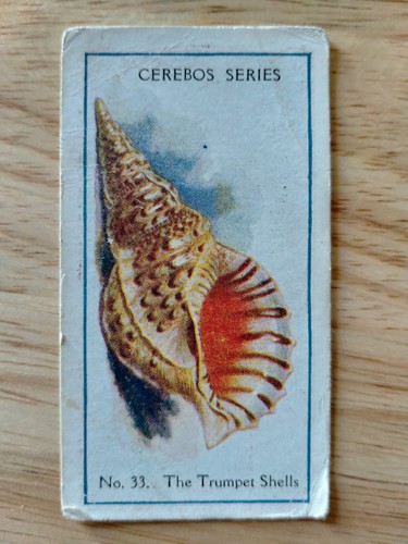 Cerebos sea shells 1925 - shells, choose