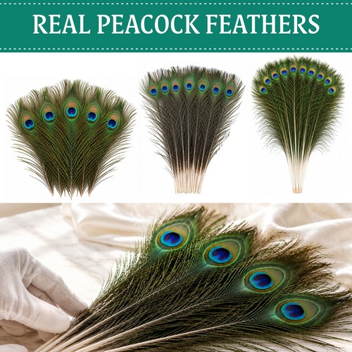 Peacock feathers natural long - feathers,