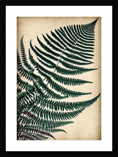Beautiful fern fronds framed - fern,
