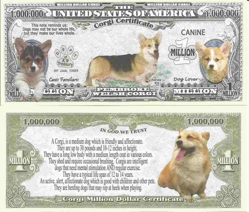 Pembroke welsh corgi dog - pembroke,