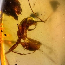 HELL ANT Haidomyrmex in