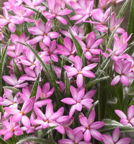 Rhodoxis summer pearl - rhodoxis, pearl'