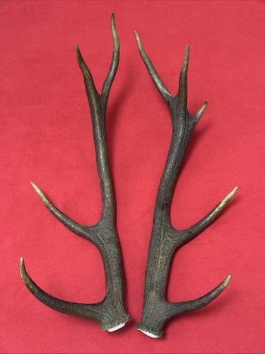 Pair red deer antlers - deer,