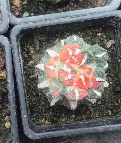 Live house plant ariocarpus - live,