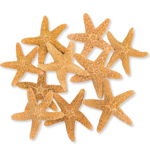 Real starfish decor 10 sugar - decor,
