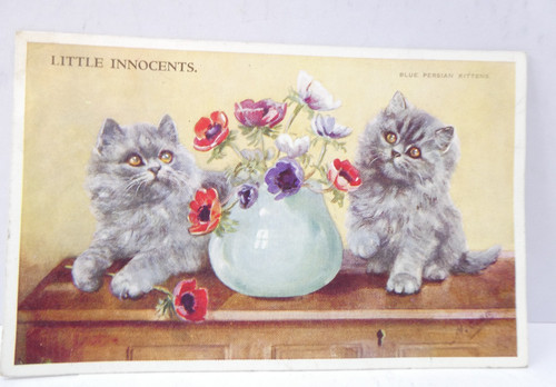 Blue persian kittens little - persian,