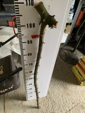 1.1M Blackthorn Shank Walking