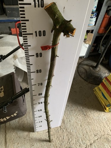 Blackthorn shank walking - 1.1m,