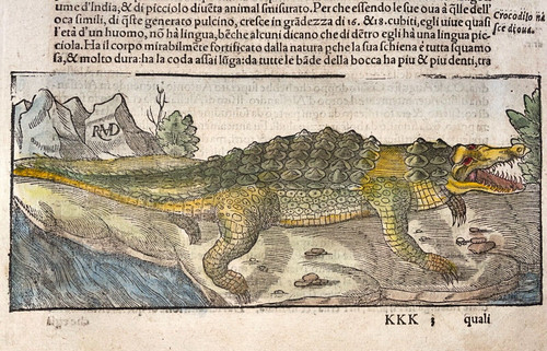Crocodile africa 1558 - in,