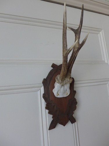 Roe deer skull - roe, antlers