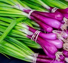 Purple Spring Onion Lilia  -