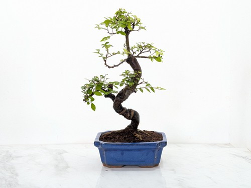 Chinese elm bonsai - chinese, care