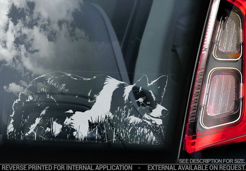 Border collie car sticker - collie,
