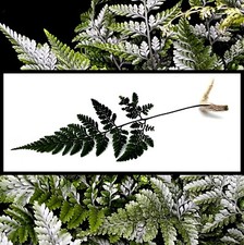 Rabbit Foot Fern 'Davallia Humata Tyermannii' Tarantula Fern 1 x cutting