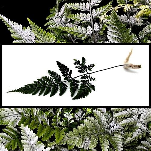 Rabbit foot fern - rabbit, 'davallia