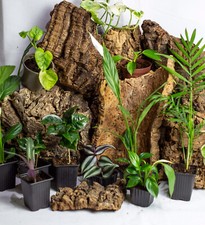 6 Pack (SMALL)  Tropics Mix | Tropical Terrarium Vivarium Paludarium Plant mix