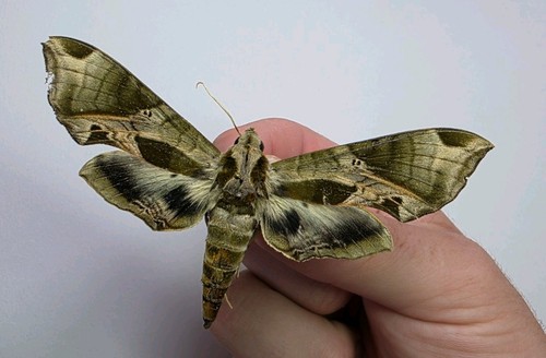 Eumorpha pandorus sphinx - eumorpha, pandorus.