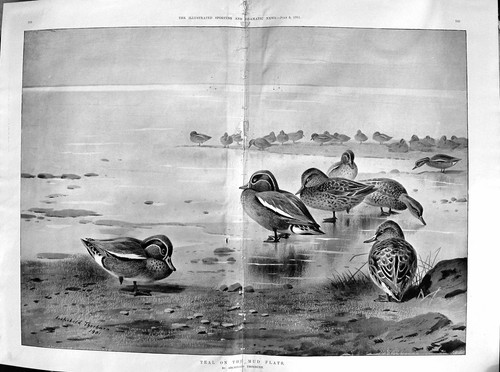 Old antique print damaged 1901 - print,