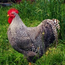 12 Barred Plymouth Rock