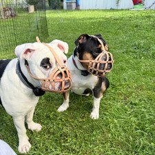 Light leather Dog Muzzle for English Bulldog and Other dogs with short snout