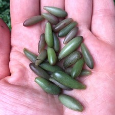 Sedum × rubrotinctum 'red &